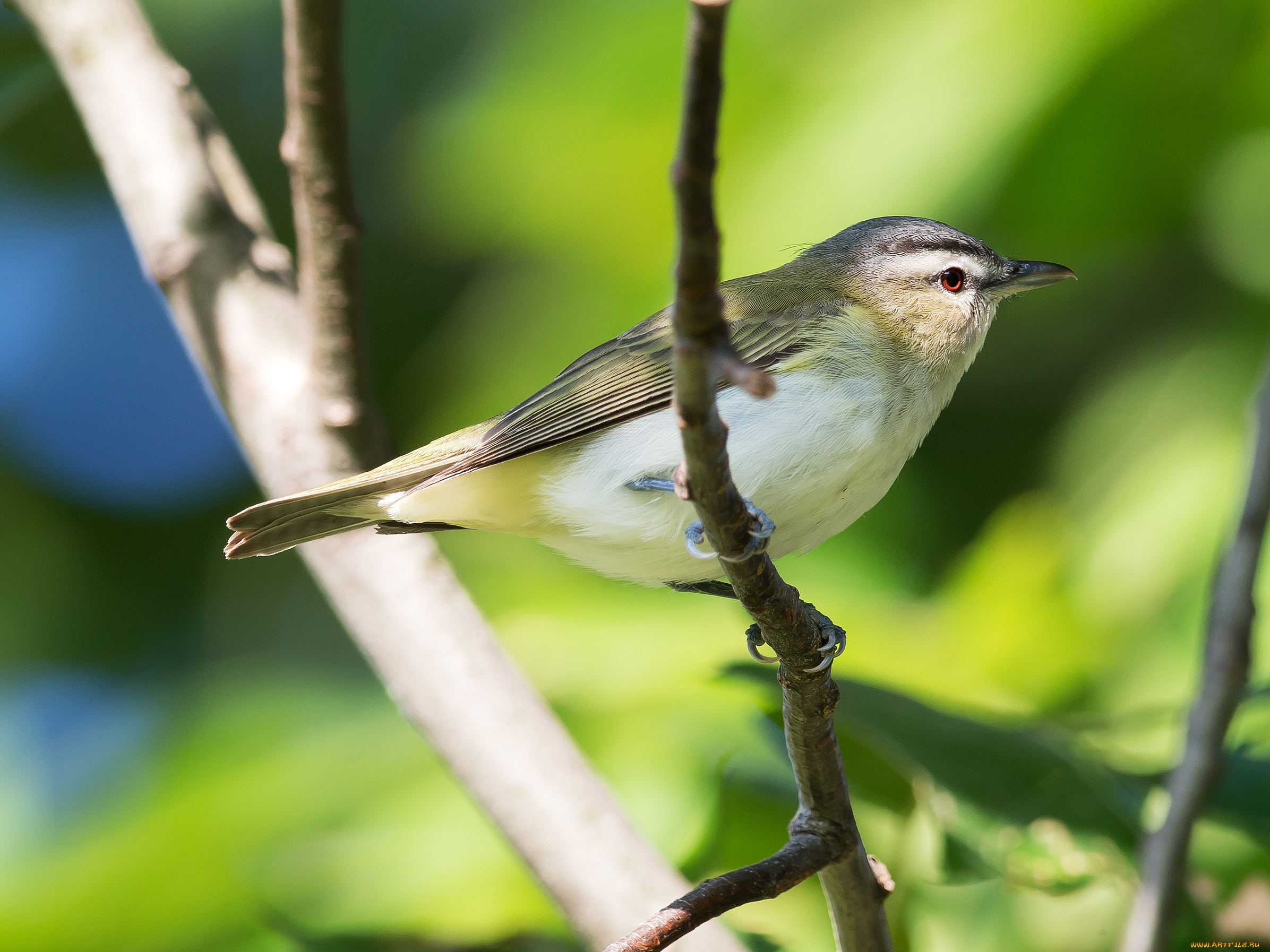 , , , red-eyed, vireo